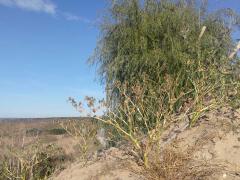 Имоти Варна: 17379/0-02-05-f10ca4dd32b74553449805b2c4da92ca63e80fc5c92d5d6df44de2a19db422c0_1ee10973a9183bf0.jpg(bg) Имоти Варна